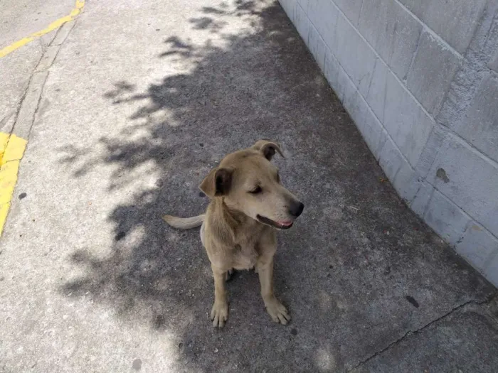 Cachorro ra a Vira-latas idade 2 a 6 meses nome Sem nome