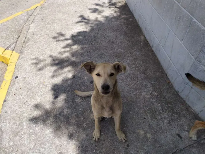 Cachorro ra a Vira-latas idade 2 a 6 meses nome Sem nome