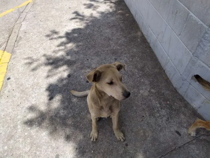 Cachorro ra a Vira-latas idade 2 a 6 meses nome Sem nome