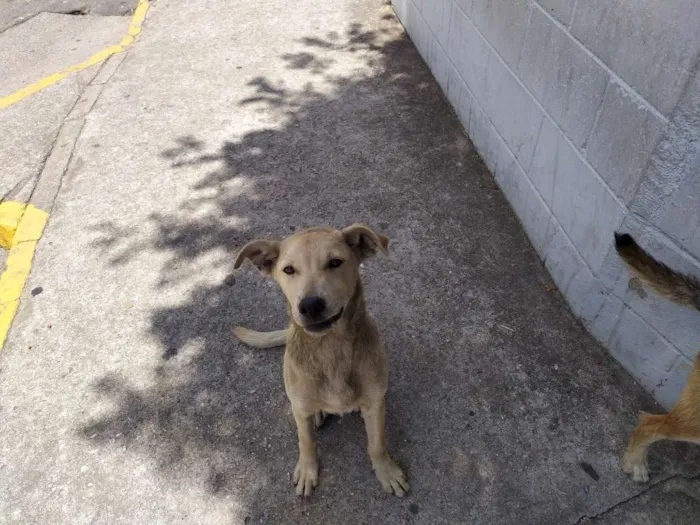 Cachorro ra a Vira-latas idade 2 a 6 meses nome Sem nome