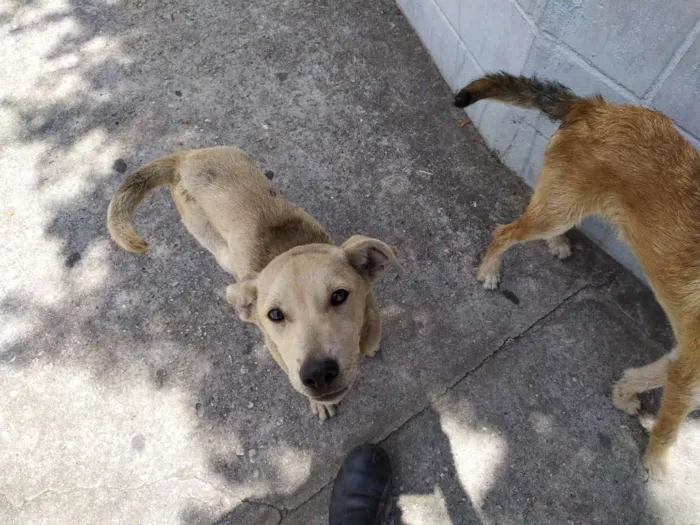 Cachorro ra a Vira-latas idade 2 a 6 meses nome Sem nome