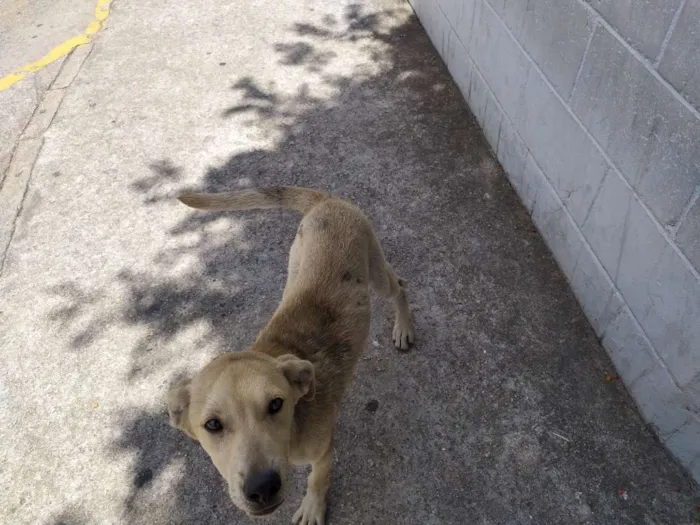 Cachorro ra a Vira-latas idade 2 a 6 meses nome Sem nome