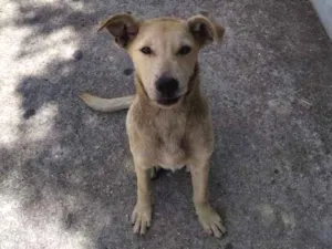 Cachorro raça Vira-latas idade 2 a 6 meses nome Sem nome