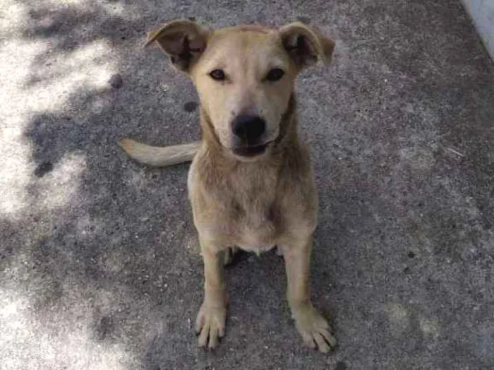 Cachorro ra a Vira-latas idade 2 a 6 meses nome Sem nome