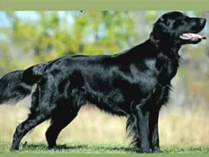 Cachorro raça Golden idade 1 ano nome Poly