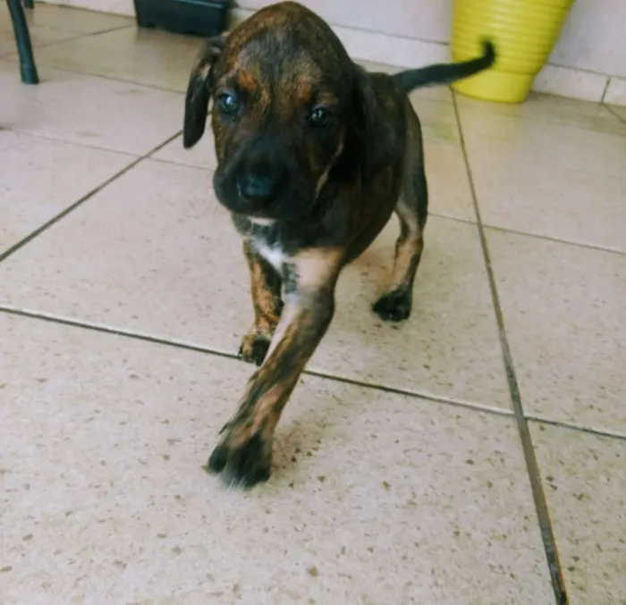 Cachorro ra a Viralata misturado com outra r idade Abaixo de 2 meses nome Sem nome 