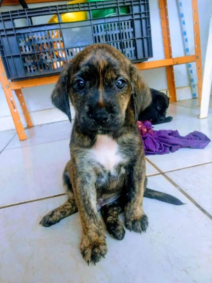 Cachorro ra a Viralata misturado com outra r idade Abaixo de 2 meses nome Sem nome