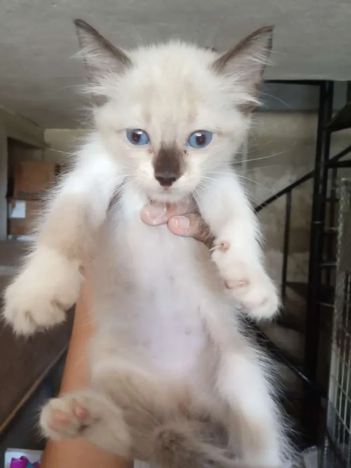 Gato ra a Srd idade 2 a 6 meses nome Nenhum
