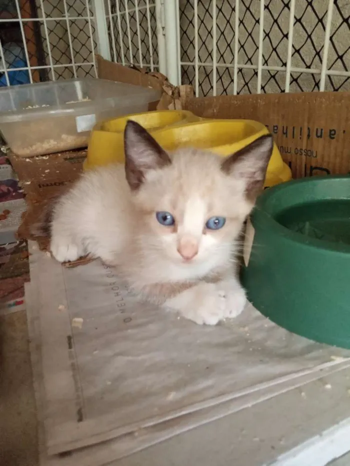 Gato ra a Srd idade 2 a 6 meses nome Nenhum