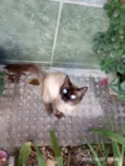 Tufão