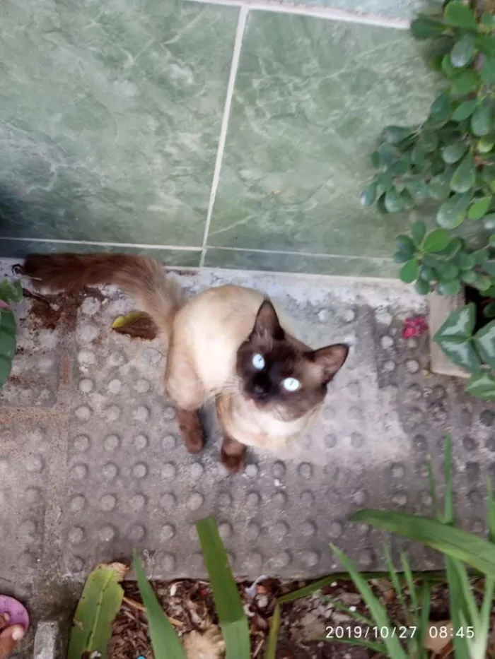 Gato ra a Srd idade 7 a 11 meses nome Tufão