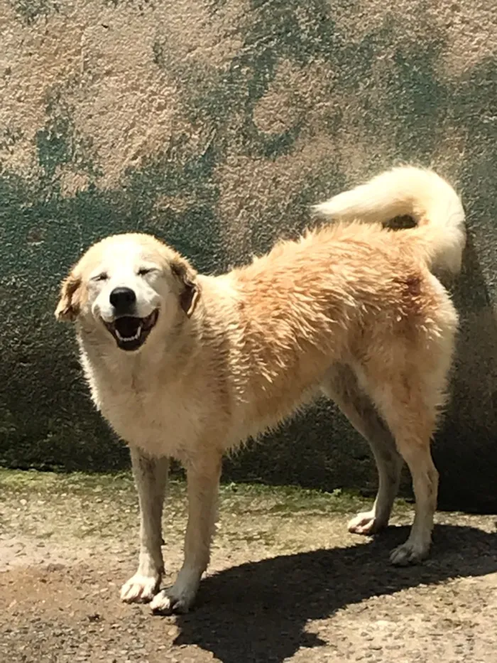 Cachorro ra a Vira lata idade 6 ou mais anos nome Babi