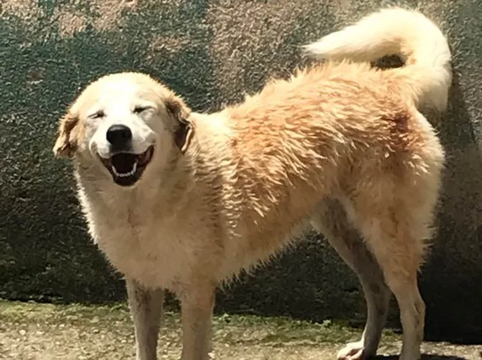 Cachorro ra a Vira lata idade 6 ou mais anos nome Babi