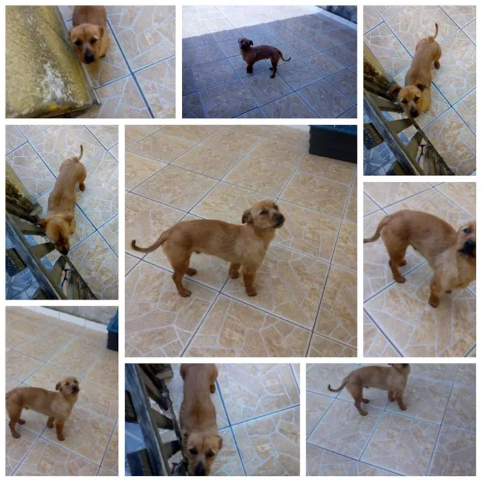 Cachorro ra a Não definida  idade 2 anos nome Luck
