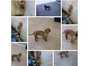Cachorro raça Não definida  idade 2 anos nome Luck