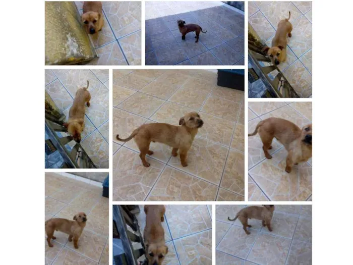 Cachorro ra a Não definida  idade 2 anos nome Luck