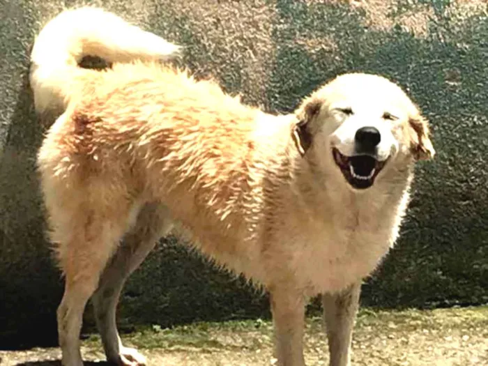 Cachorro ra a Vira lata idade 6 ou mais anos nome Babi