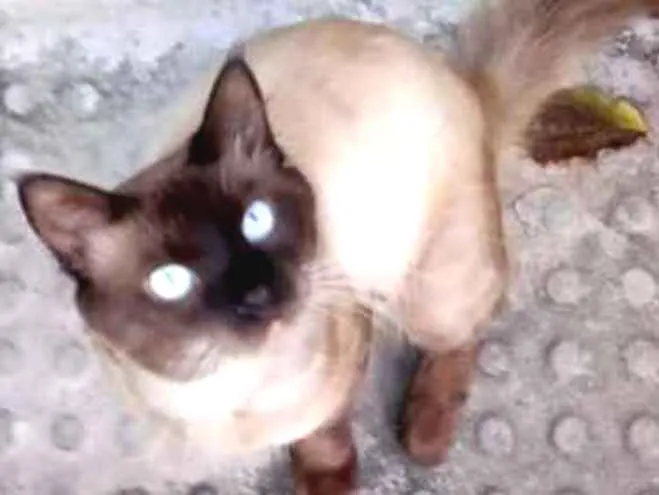Gato ra a Srd idade 7 a 11 meses nome Tufão