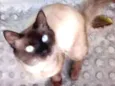Tufão