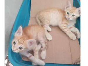 Gato raça Srd idade 2 a 6 meses nome Nenhum