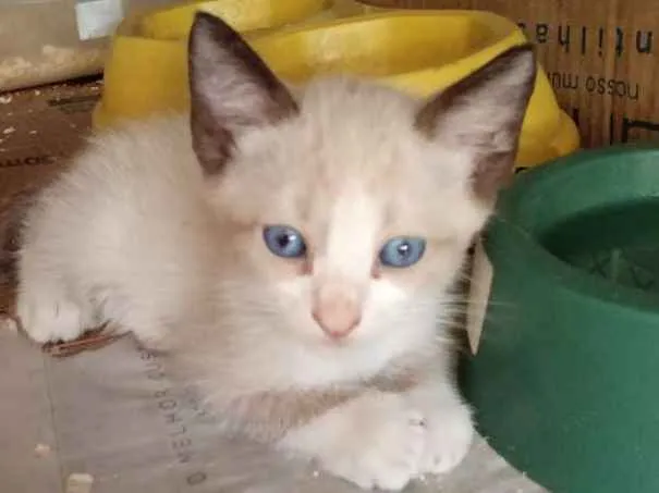 Gato ra a Srd idade 2 a 6 meses nome Nenhum