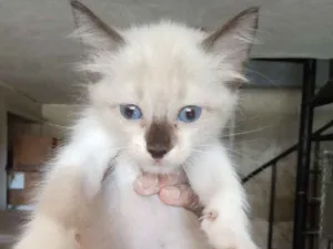 Gato raça Srd idade 2 a 6 meses nome Nenhum