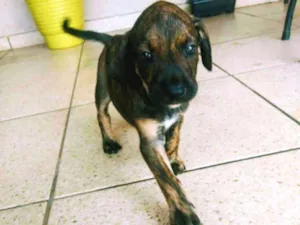 Cachorro raça Viralata misturado com outra r idade Abaixo de 2 meses nome Sem nome 