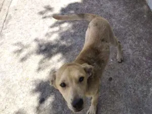Cachorro raça Vira-latas idade 2 a 6 meses nome Sem nome