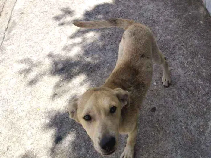 Cachorro ra a Vira-latas idade 2 a 6 meses nome Sem nome