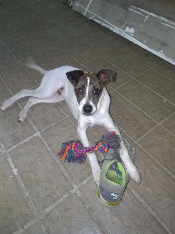 Cachorro ra a LABRADOR  COM SEM RAÇA DEFINID idade 7 a 11 meses nome BOLT