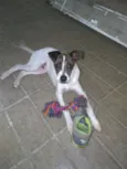 BOLT