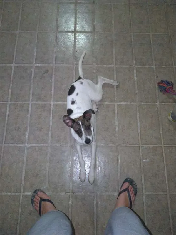 Cachorro ra a LABRADOR  COM SEM RAÇA DEFINID idade 7 a 11 meses nome BOLT