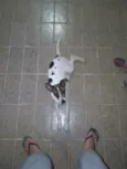 BOLT
