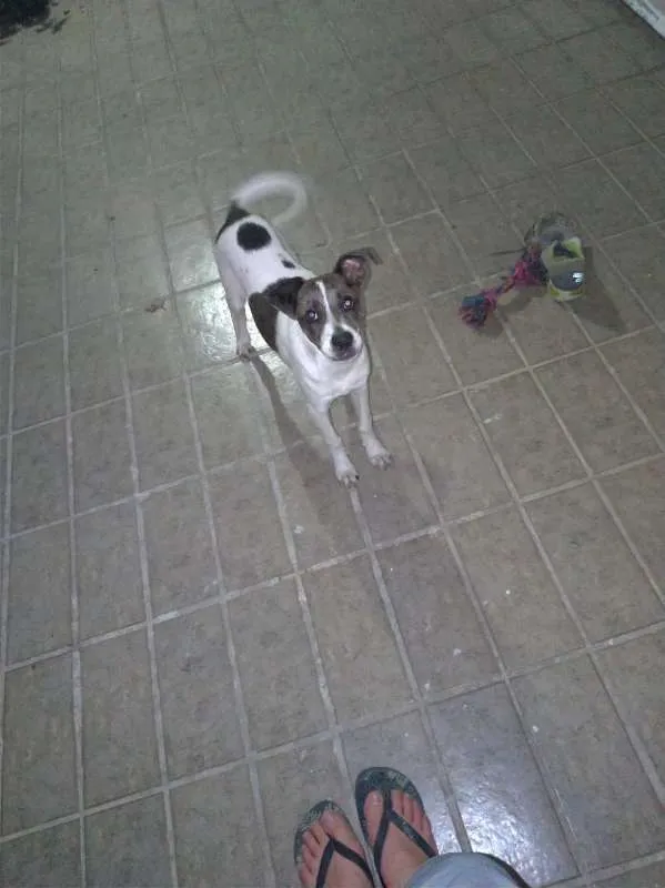 Cachorro ra a LABRADOR  COM SEM RAÇA DEFINID idade 7 a 11 meses nome BOLT