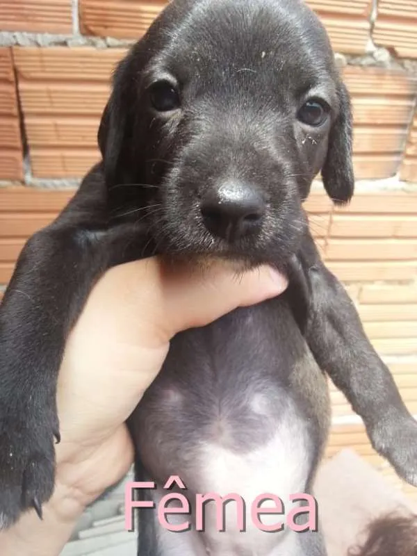 Cachorro ra a SRD idade Abaixo de 2 meses nome Sem Nomes