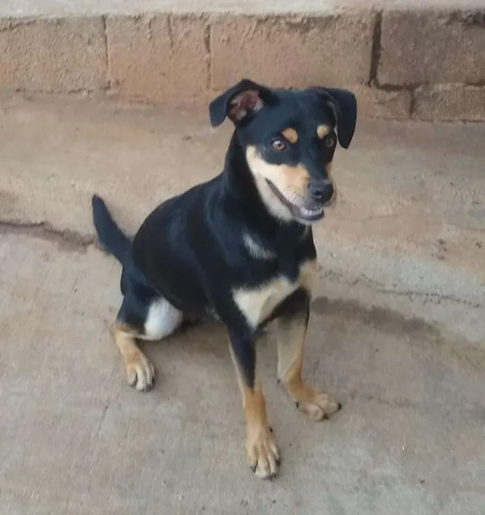 Cachorro ra a SRD idade 1 ano nome Nina B.