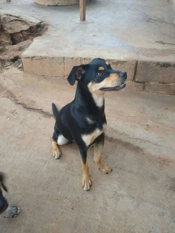Cachorro ra a SRD idade 1 ano nome Nina B.