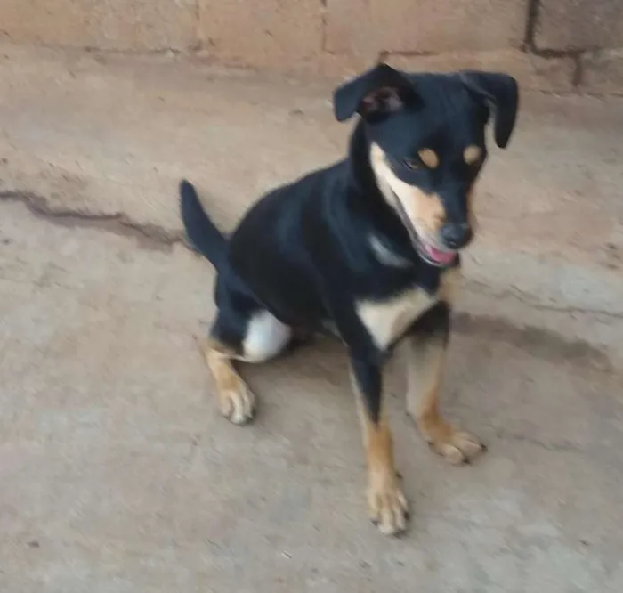 Cachorro ra a SRD idade 1 ano nome Nina B.