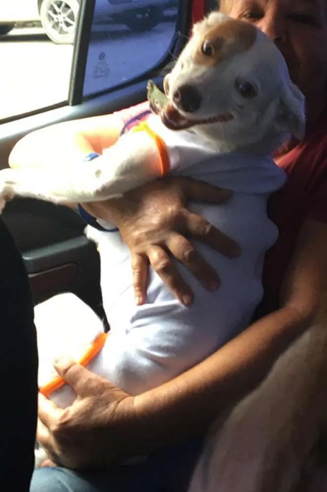 Cachorro ra a srd idade 2 anos nome Sem nome