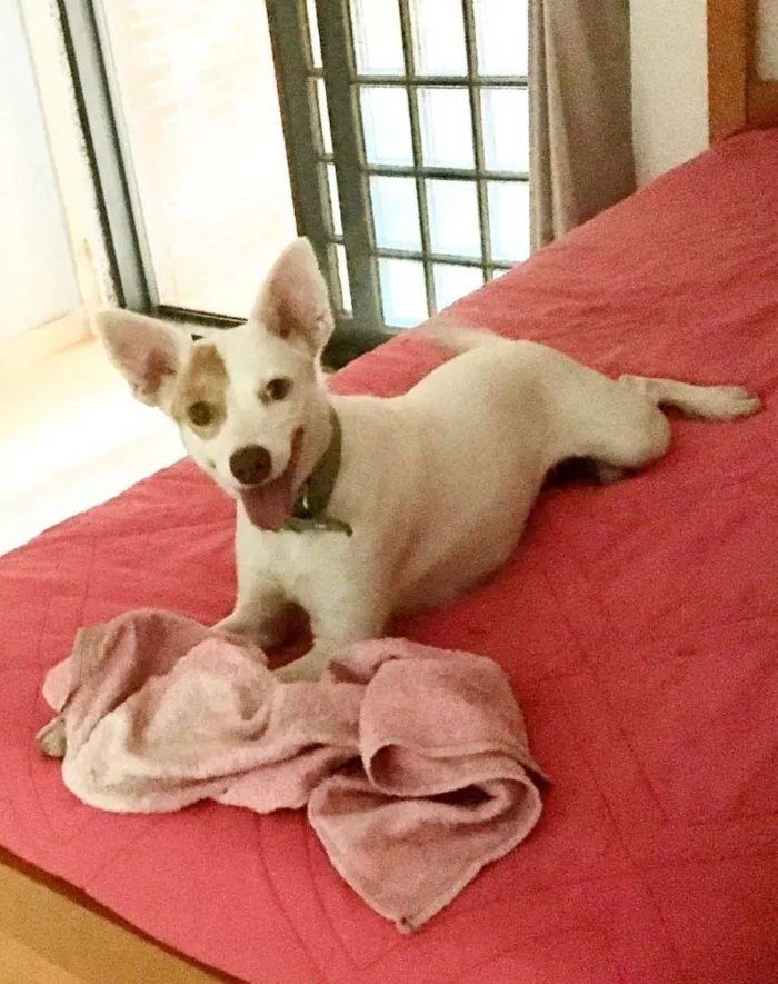 Cachorro ra a srd idade 2 anos nome Sem nome