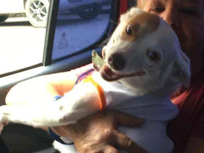 Cachorro ra a srd idade 2 anos nome Sem nome