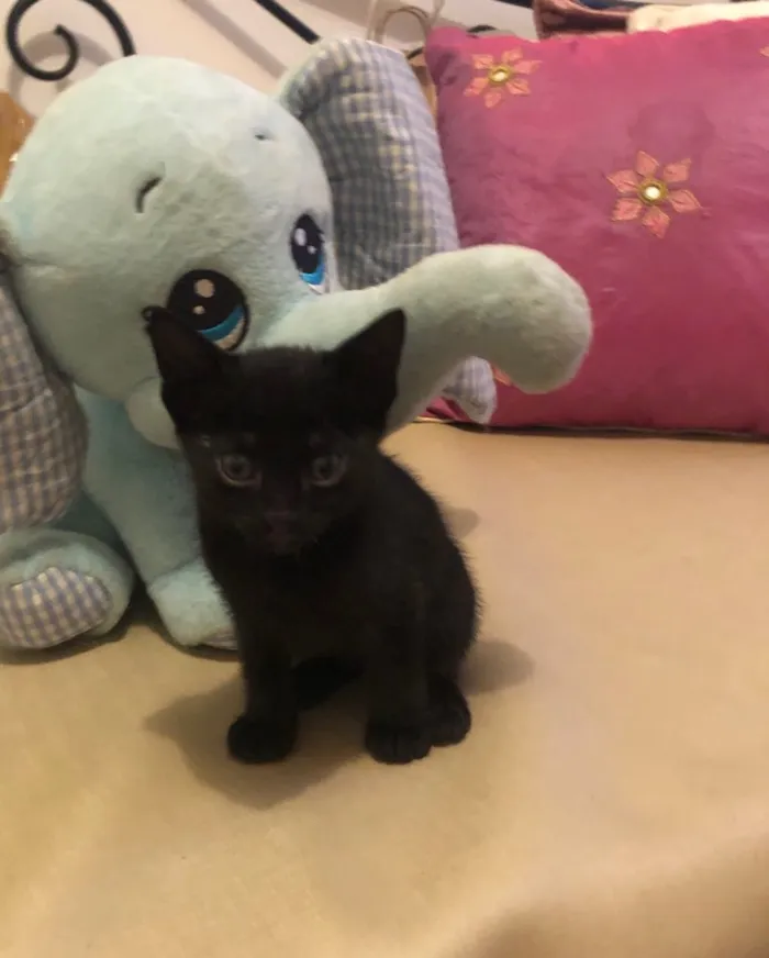 Gato ra a Sem raça definida idade 2 a 6 meses nome Nino