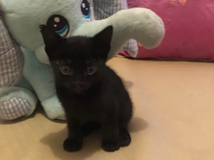 Gato ra a Sem raça definida idade 2 a 6 meses nome Nino