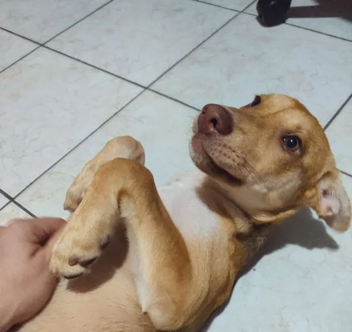 Cachorro ra a Srd idade 2 a 6 meses nome Mel