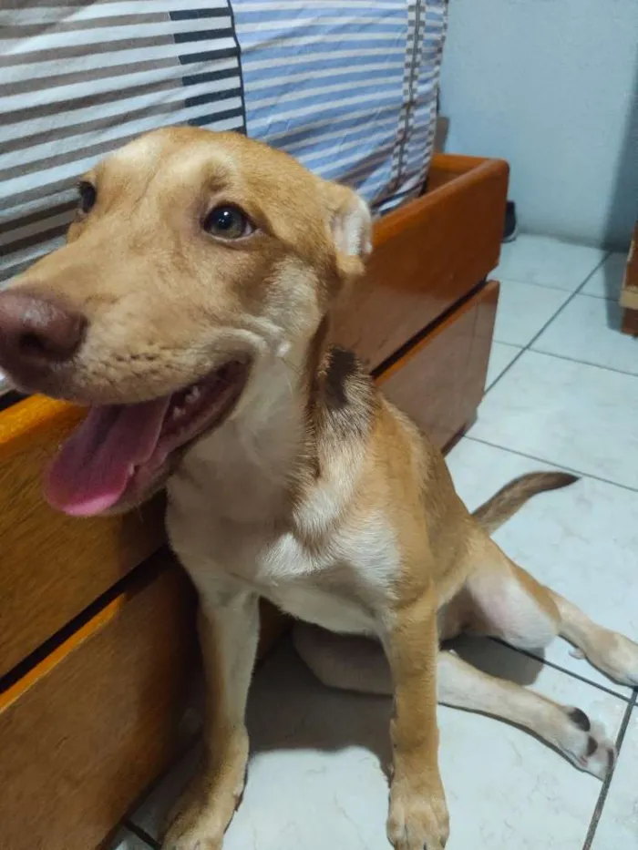 Cachorro ra a Srd idade 2 a 6 meses nome Mel