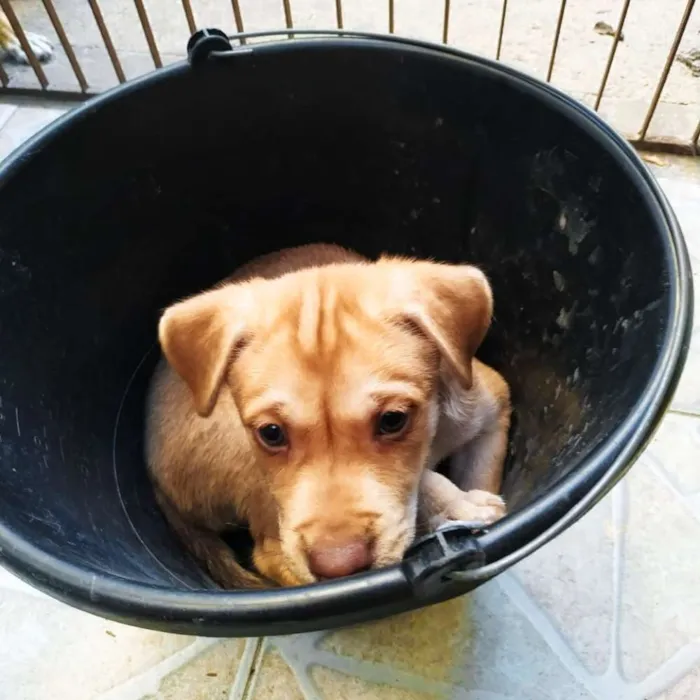 Cachorro ra a Srd idade 2 a 6 meses nome Mel