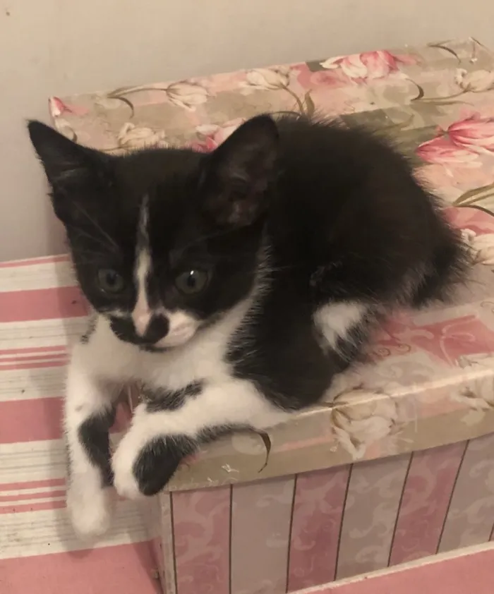 Gato ra a Sem raça definida  idade 2 a 6 meses nome Babi