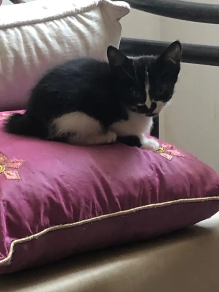 Gato ra a Sem raça definida  idade 2 a 6 meses nome Babi