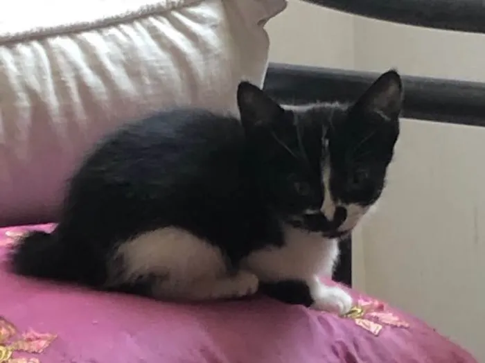 Gato ra a Sem raça definida  idade 2 a 6 meses nome Babi