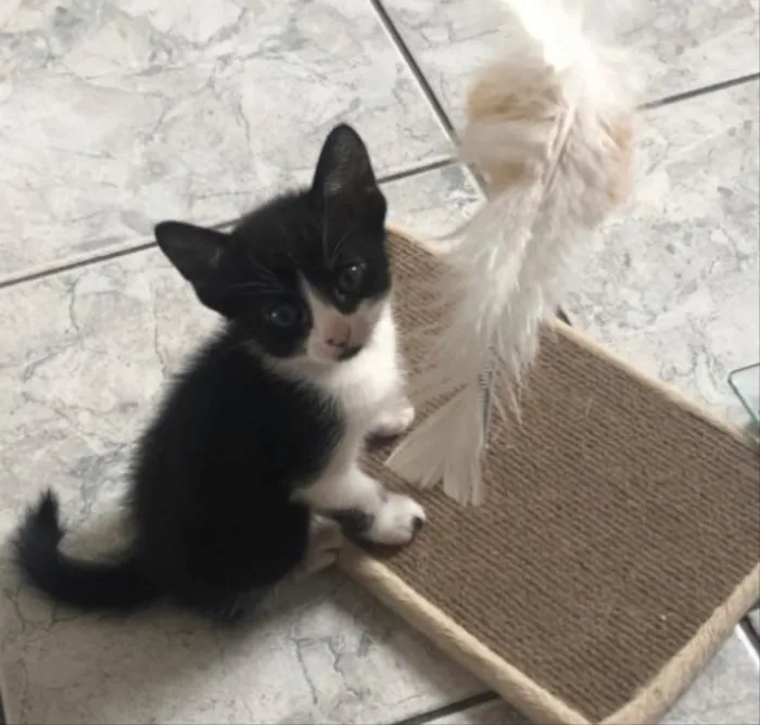 Gato ra a Sem raça definida idade 2 a 6 meses nome Lui